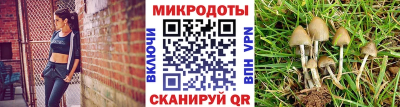 Купить закладки  Ахтубинск  Псилоцибиновые грибы Psilocybine cubensis 